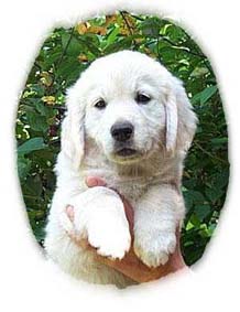 Baika von der Velsener Mark