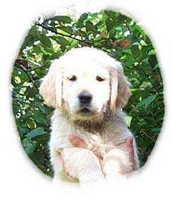 Bjana von der Velsener Mark